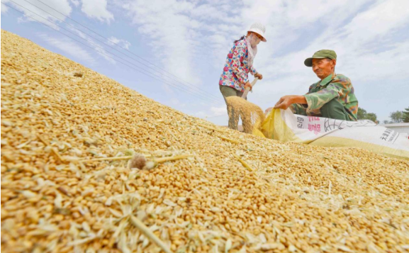 公安部：依法严打危害粮食安全犯罪