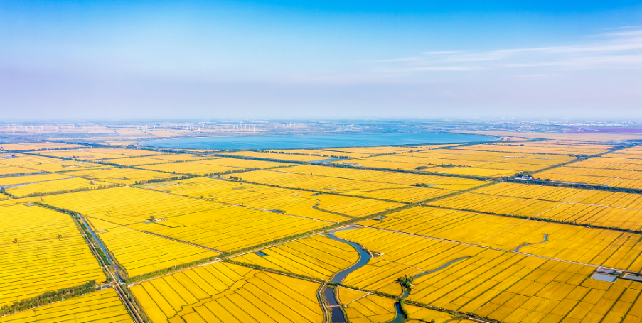 两部门联合公布4起非法占用耕地刑事犯罪典型案例